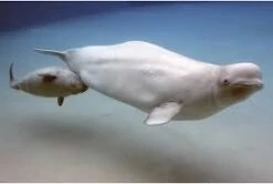 Wild Republic Beluga Whale Plush Stuffed Animal, Plush Toy, Gifts For Kids, Cuddlekins, 15 Inches -Cuddle House Toys Shop 092389224474